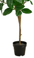 Kunstigt magnoliatræ H125 cm udendørs - DAY